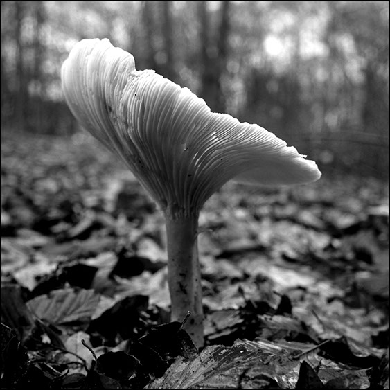 lactarius vellrus